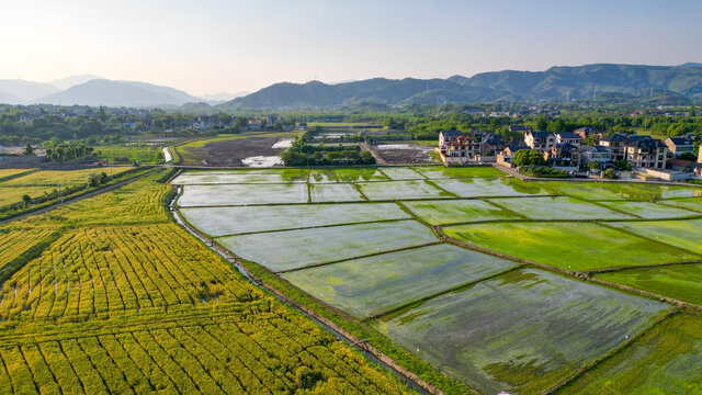 稻田航拍