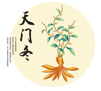 西京天門冬插畫分層