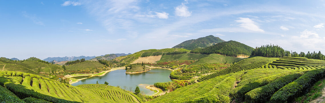 高山茶园高清全景图