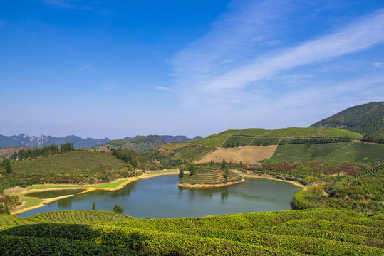 高山茶园