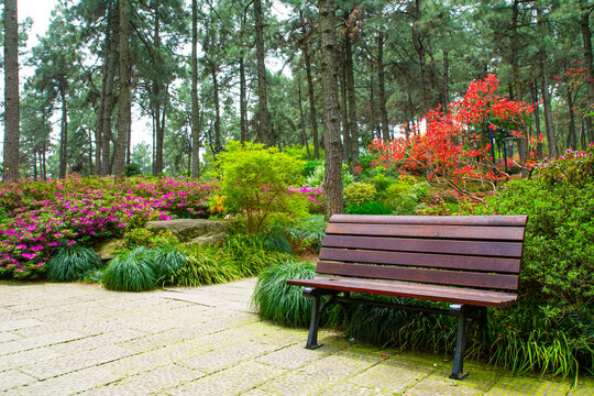 临平山公园杜鹃花