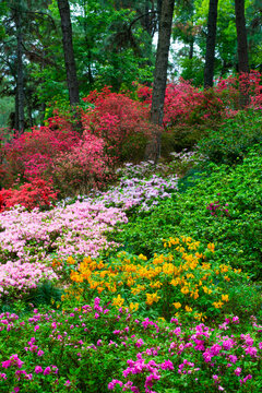 临平山公园杜鹃花