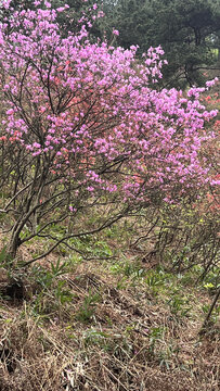 安徽紫金山杜鹃花