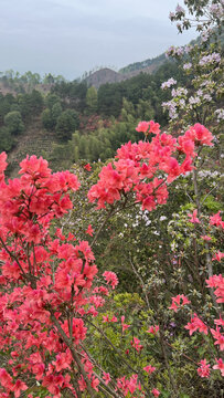 安徽紫金山杜鹃花