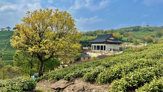 高山茶场