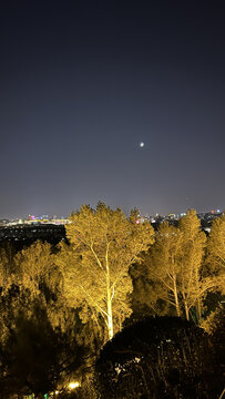 夜晚星空与树