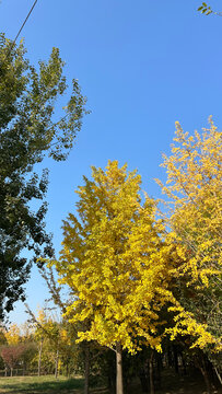 秋季黄色落叶