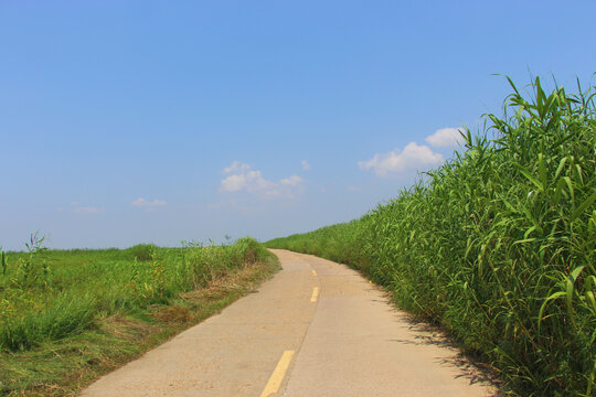 南昌南矶山自然保护区湿地风光