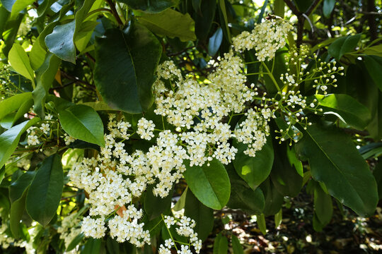 绣球花