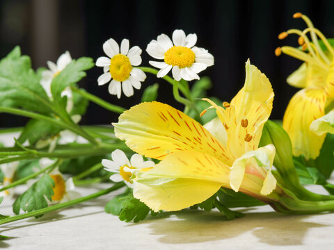 六出花和洋甘菊