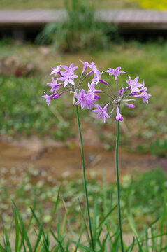 紫娇花