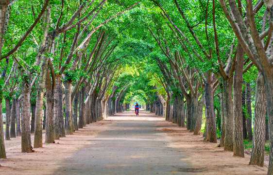 绿色林荫隧道