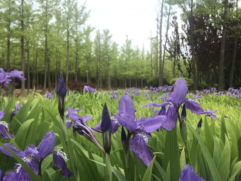 鸢尾花