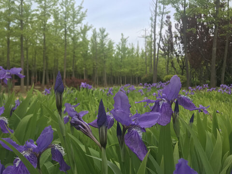 鸢尾花