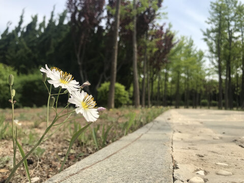 鸭食菜野菜