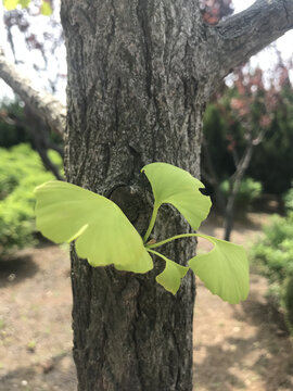 生命力银杏