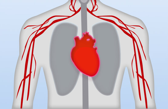 心脏血管系统
