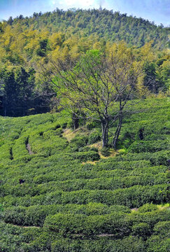 茶山