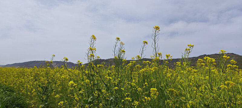 山里的油菜花