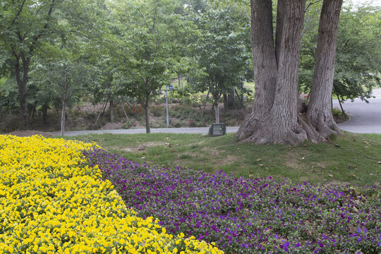 上海宝山顾村公园