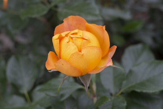 橙色玫瑰花