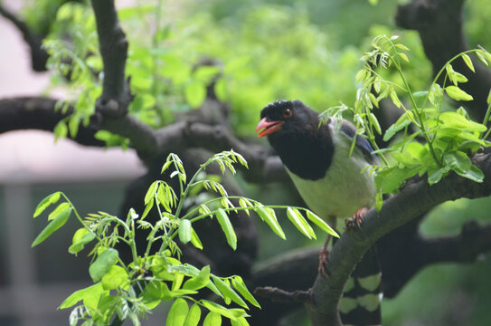 山鸦雀