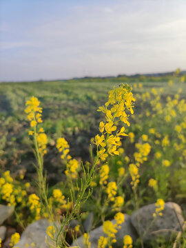 田野上的油菜花