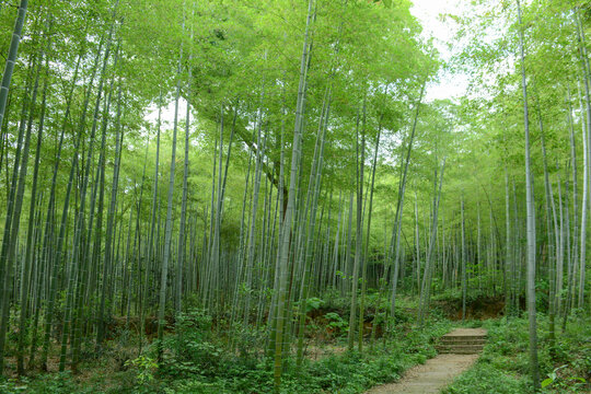 竹林竹海