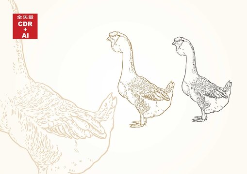 鵝手繪獅頭鵝插畫