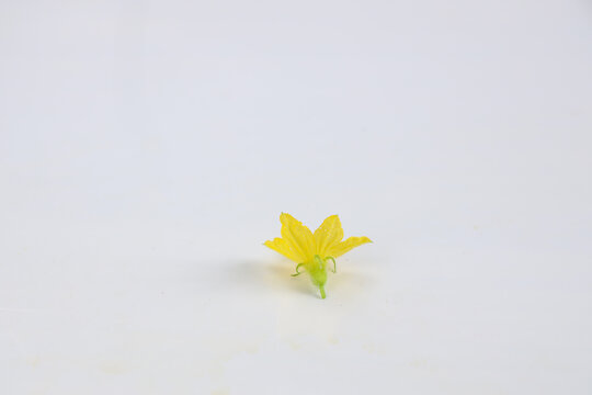 小黄瓜花