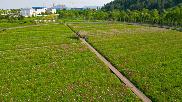 径山花海