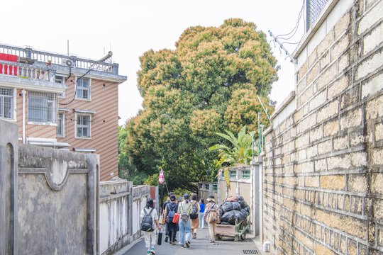 鼓浪屿柏油小路与一棵大树