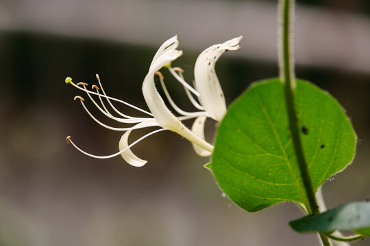 金银花