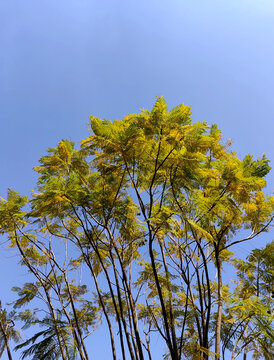 蓝花楹树