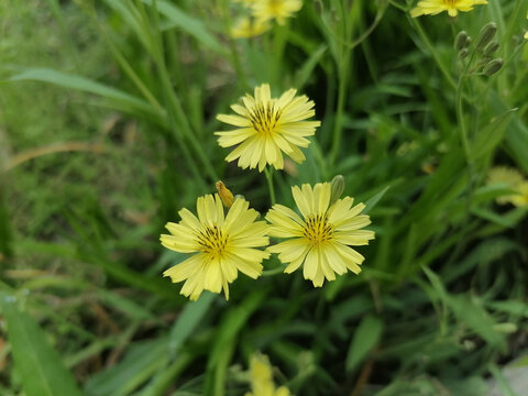 清新野花