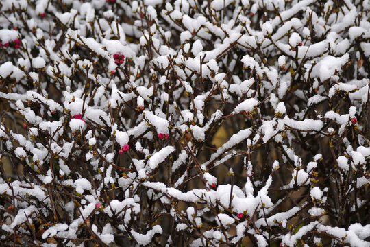 梅花雪