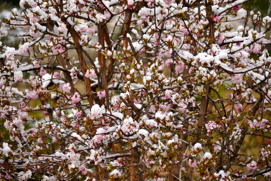 雪压春花