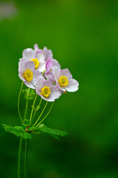 野棉花