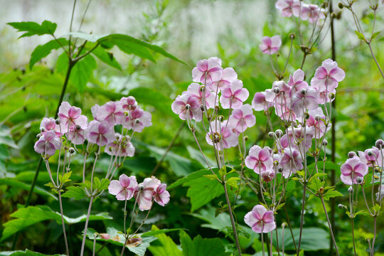 野棉花