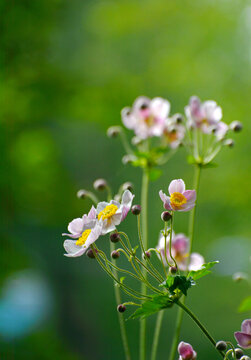 野棉花