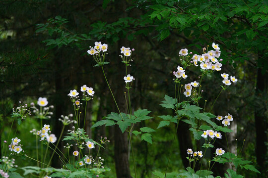 野棉花