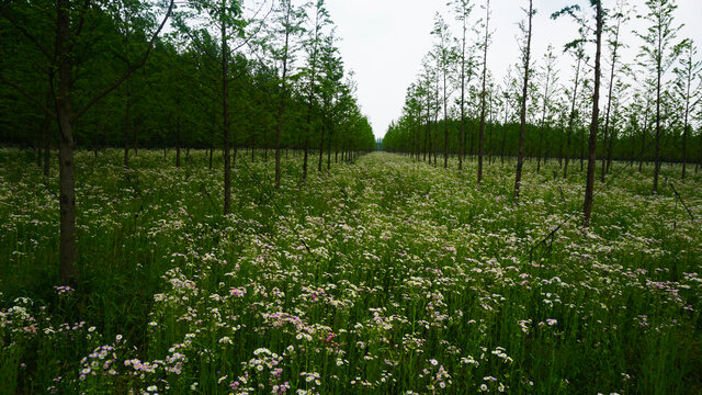 遍地野花