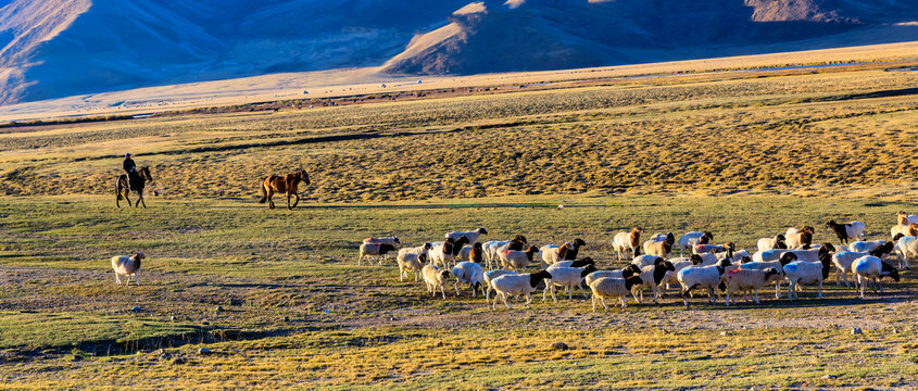 新疆大草原秋季放牧放羊风景
