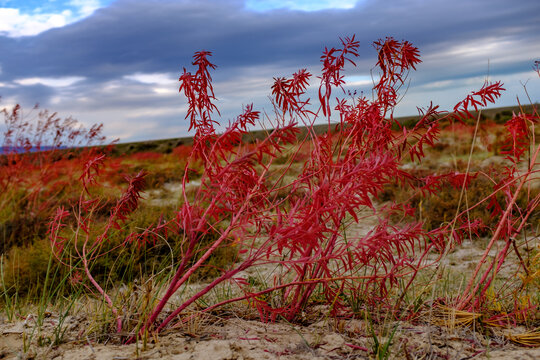 新疆盐碱地上的红色植物