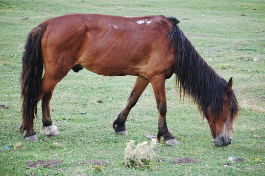 草原上有一只漂亮的棕色野马