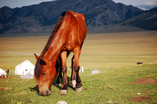 草原上有一只漂亮的棕色野马