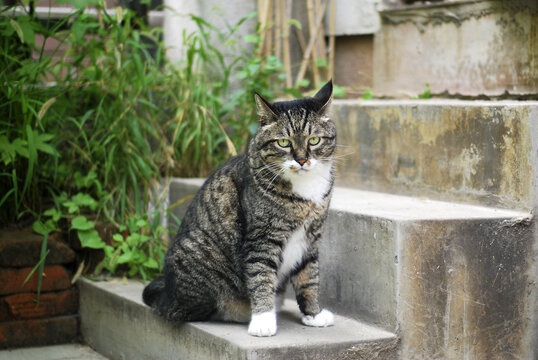 台阶上有一只可爱的狸花猫