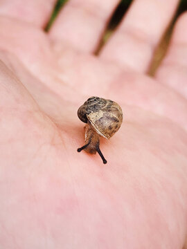 手上有一只爬行的蜗牛