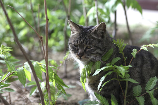 公园里一只可爱的狸花猫