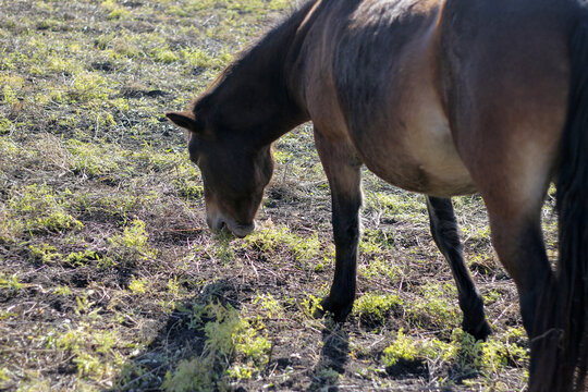 草原上有的棕色野马